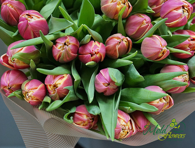 Dutch Peony-Style Tulips in Pink-Yellow Color photo